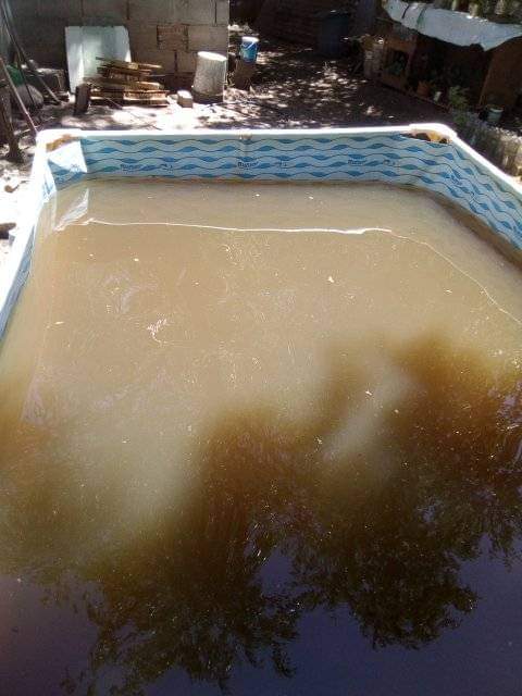 Aluvión de quejas de vecinos por la turbiedad del agua WhatsApp Image 2022 12 05 at 10.43.09 - Aluvión de quejas de vecinos por la turbiedad del agua