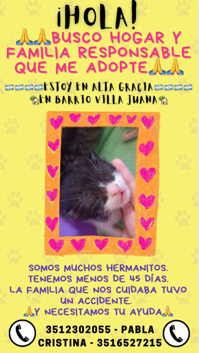 Después de la explosión en Villa Juana, numerosos animales quedaron desamparados WhatsApp Image 2022 12 12 at 17.22.52 - Después de la explosión en Villa Juana, numerosos animales quedaron desamparados