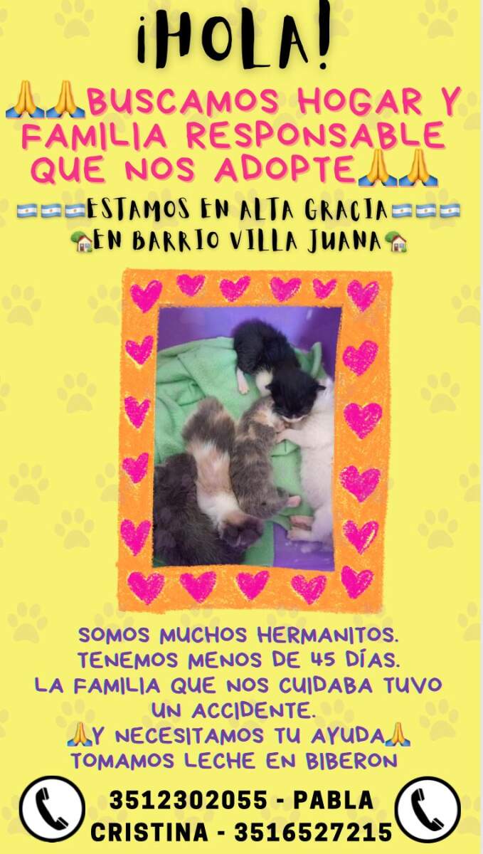 Después de la explosión en Villa Juana, numerosos animales quedaron desamparados WhatsApp Image 2022 12 12 at 17.22.54 - Después de la explosión en Villa Juana, numerosos animales quedaron desamparados