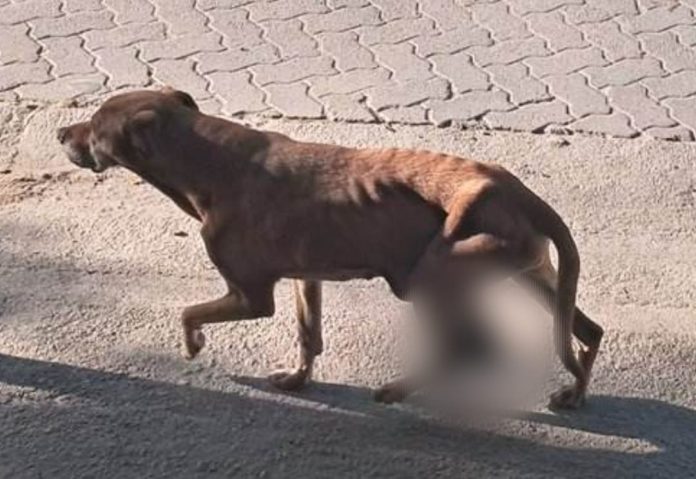 perra butori abandono animal