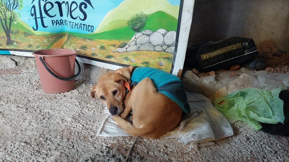 Final feliz: Milagros se recuperó y pudieron saldar la deuda de la veterinaria WhatsApp Image 2023 05 17 at 10.08.57 - Final feliz: Milagros se recuperó y pudieron saldar la deuda de la veterinaria