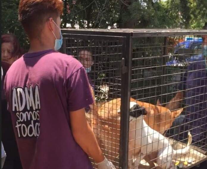 allanamiento animales parque virrey2 - Cómo y dónde se encuentran hoy los animales del criadero clandestino