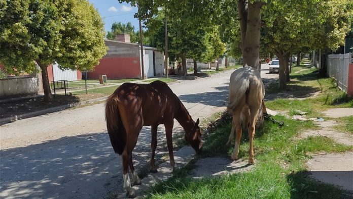 caballos-sueltos-calle-parque-virrey