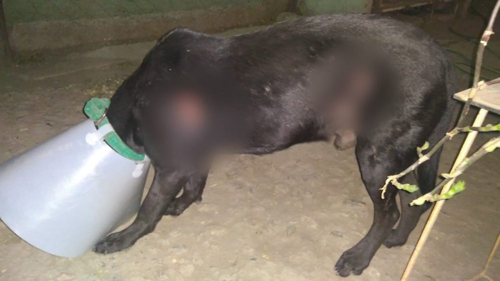 WhatsApp Image 2023 09 29 at 12.18.12 - Ya son siete los perros quemados con agua hirviendo en barrio La Perla