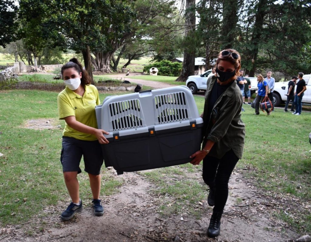 Ambiente rescató y trasladó tres monos a un santuario cordobés image 26 - Ambiente rescató y trasladó tres monos a un santuario cordobés