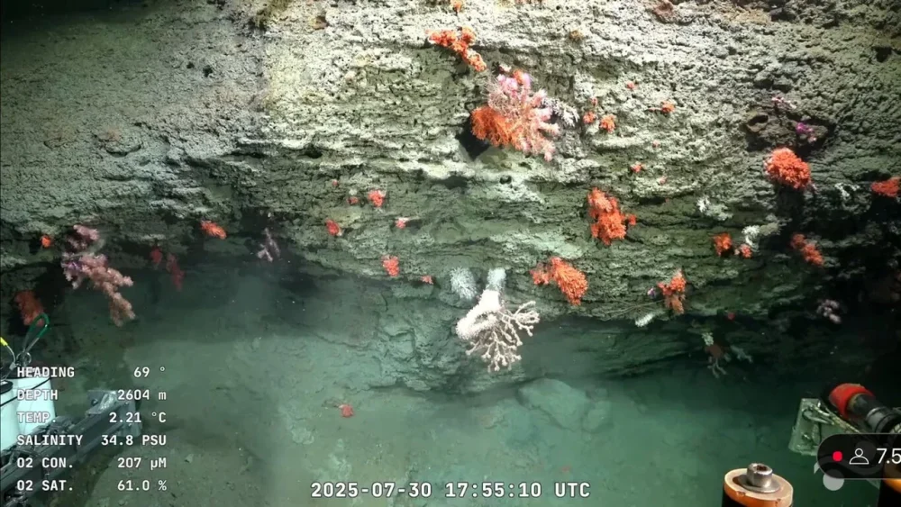investigacion mar - Carla de Aranzamendi, bióloga de la UNC, participa en la exploración submarina en Mar del Plata