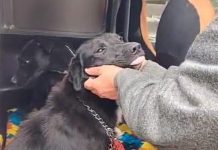 Anisacate: rescatan a una perra tras un caso de presunto maltrato